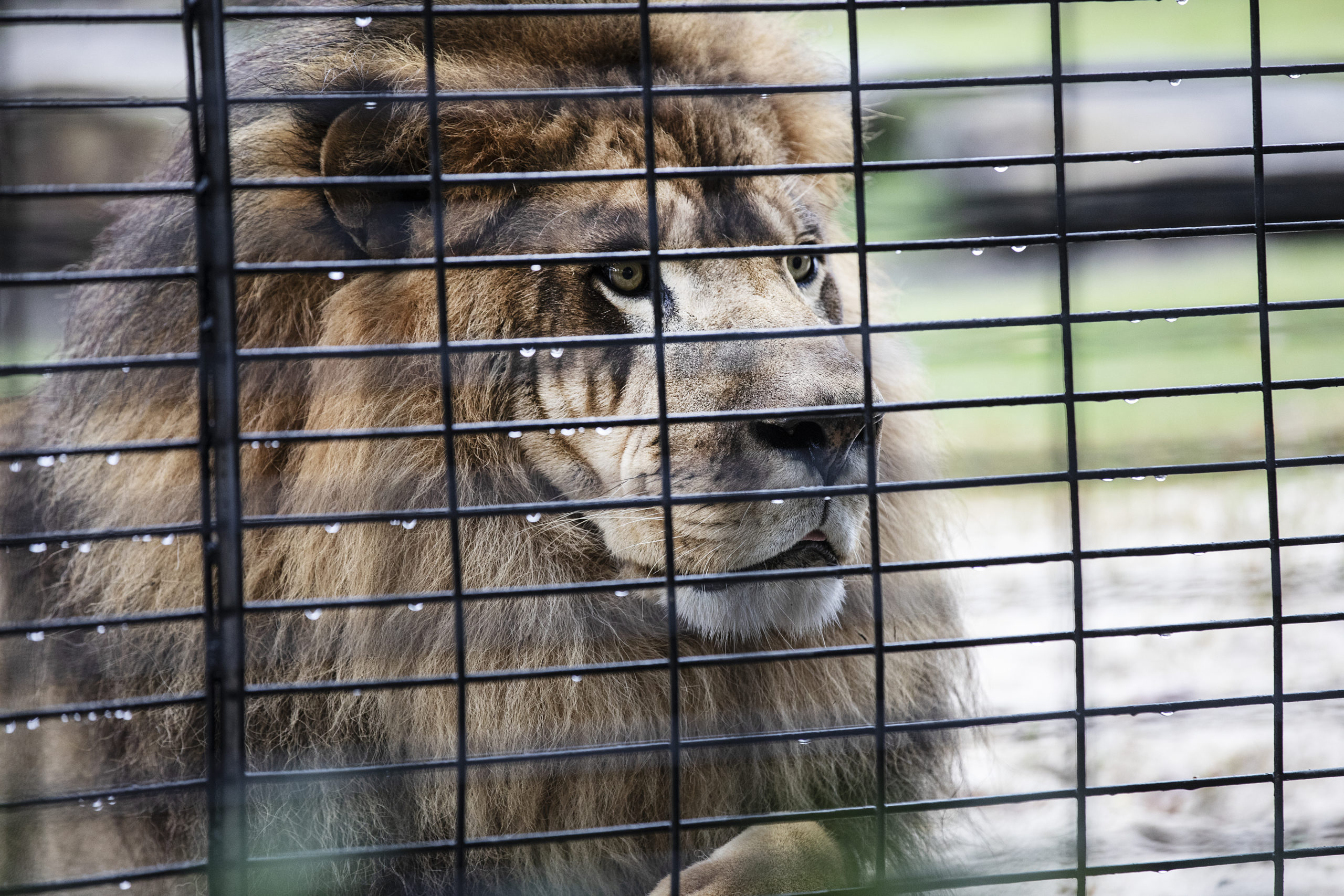 Photo of Leo the Lion Mascot
